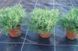 Агроткань Agrojutex 100 г/кв.м. (2,1x100) 1059612193 фото 4