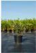 Агроткань Agrojutex 100 г/кв.м. (3,3x100) 1059612870 фото 5