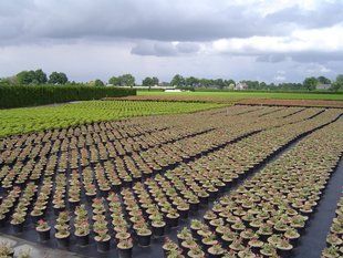 Агротканина Agrojutex 100 г/кв. м. (5,25x100) 1059613515 фото