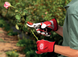 Садовый секатор FELCO 4C&H для сбора роз f18 фото 3