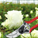 Садовый секатор FELCO 100 с удерживателем классический для цветов f21 фото 2
