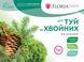 Удобрение Floria Gran для туй и хвойных безхлорное гранулированное Флория Гран - 1 кг 120400103704 фото 4