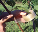 Плівка для щеплення MaxiFilm / МаксіФільм з перфорацією S7 32мм х 70мм х 70м 121200400701 фото 2