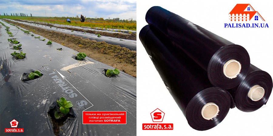 sotrafa